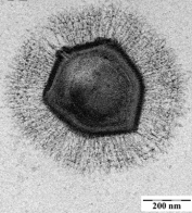 Mimivirus, 500nm in diameter